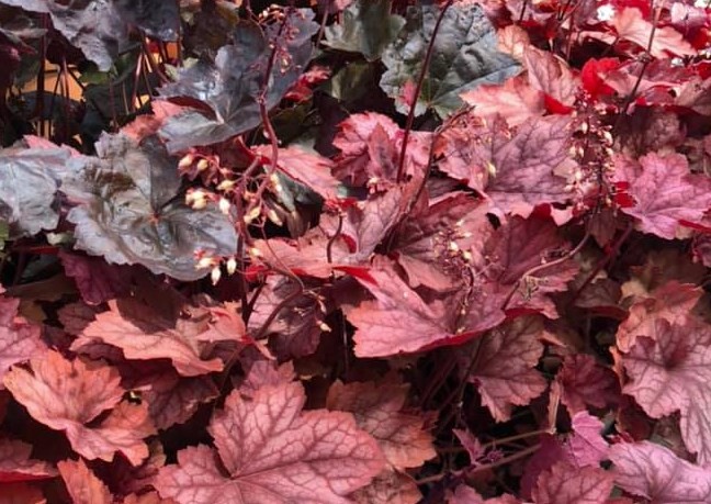 Heuchera